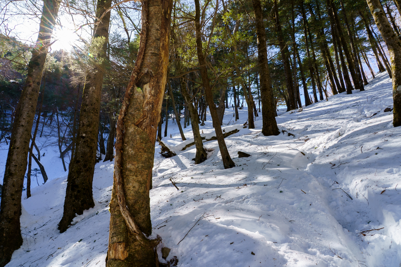 Mt. Hangetsu Woods
