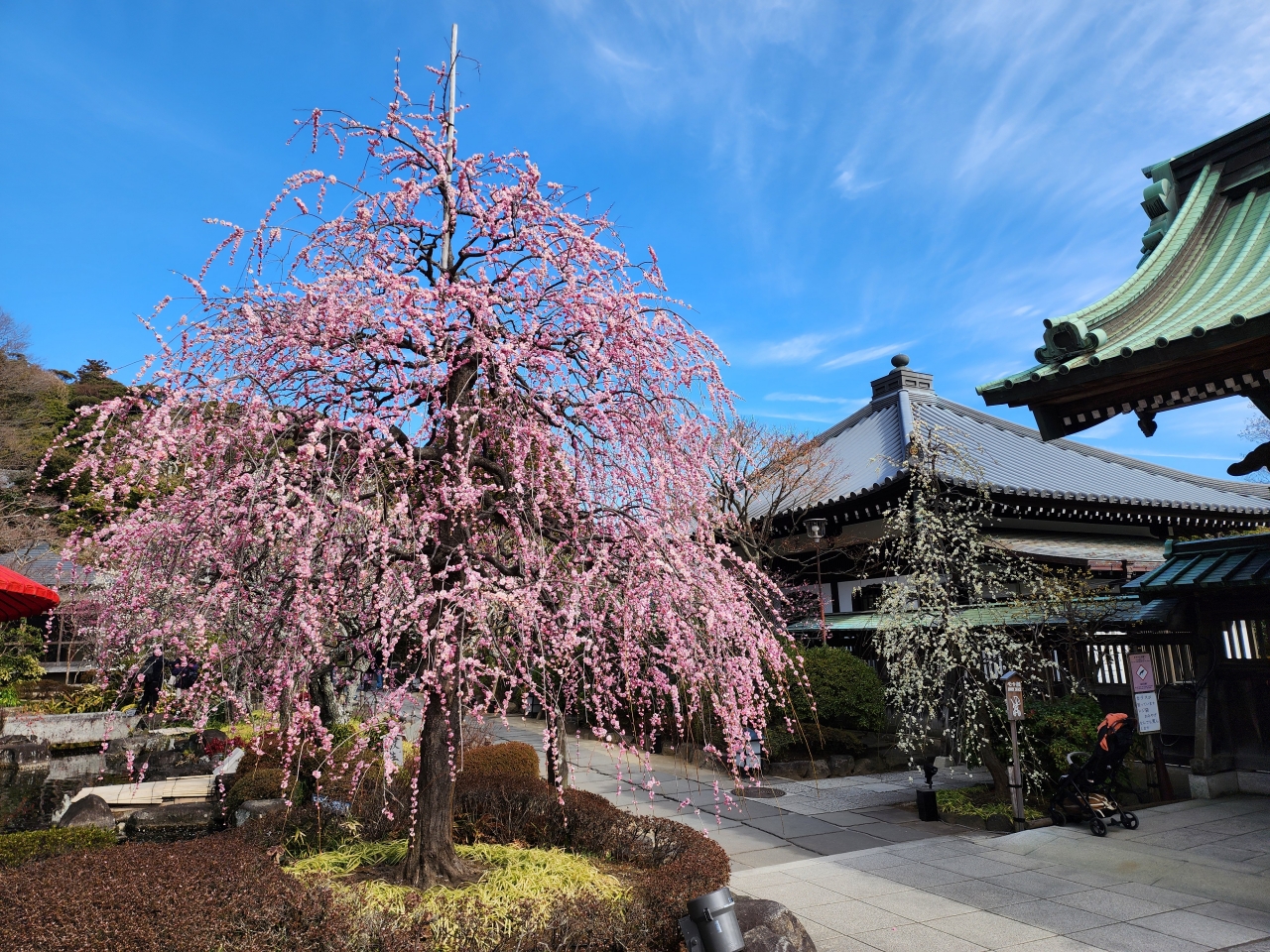 Hasedera Plum