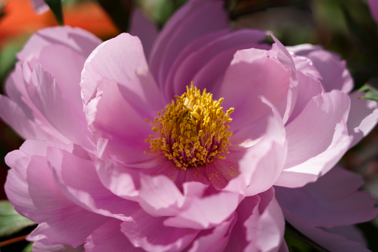 Winter peony