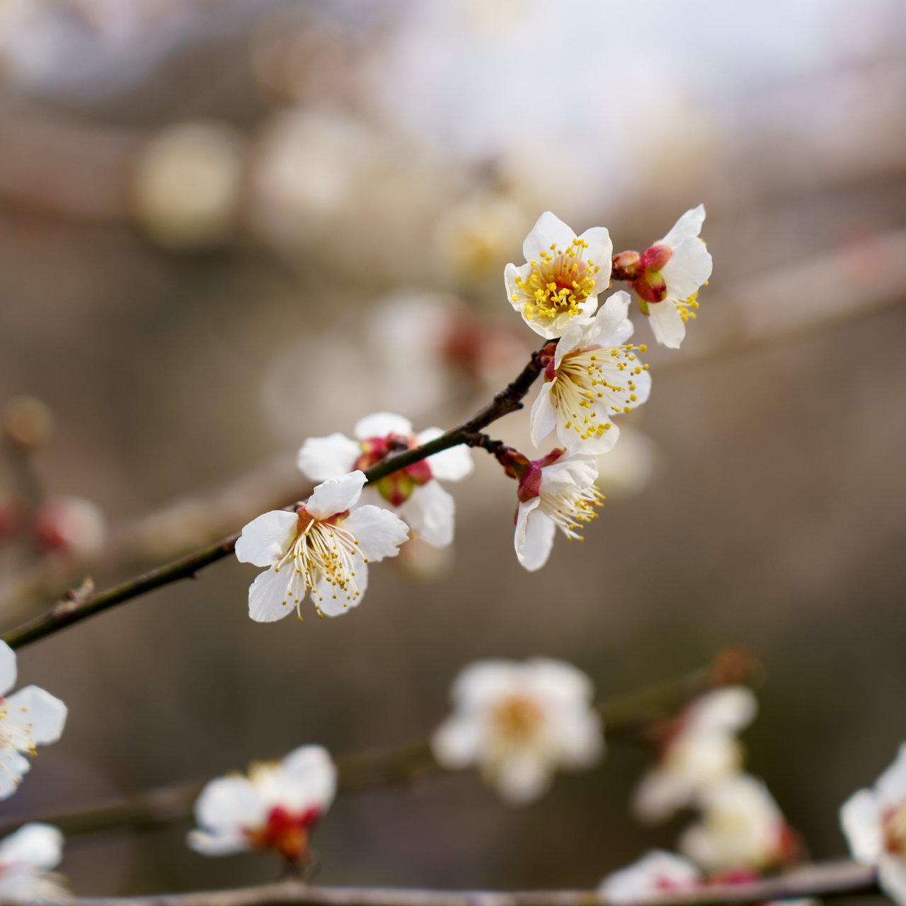 White Plum