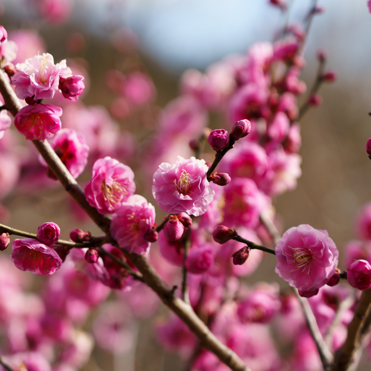 Pink Plum