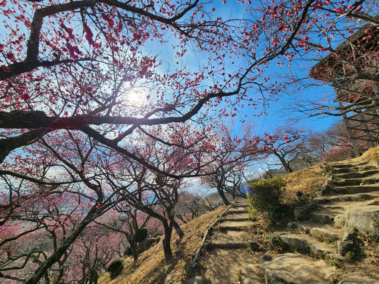Mt. Tsukuba Plum Blossoms