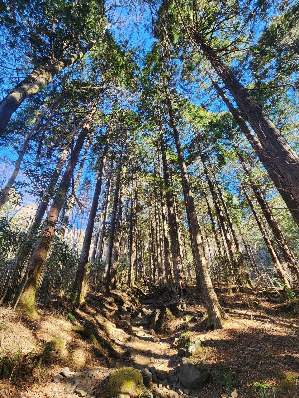 Mt. Kintoki Woods