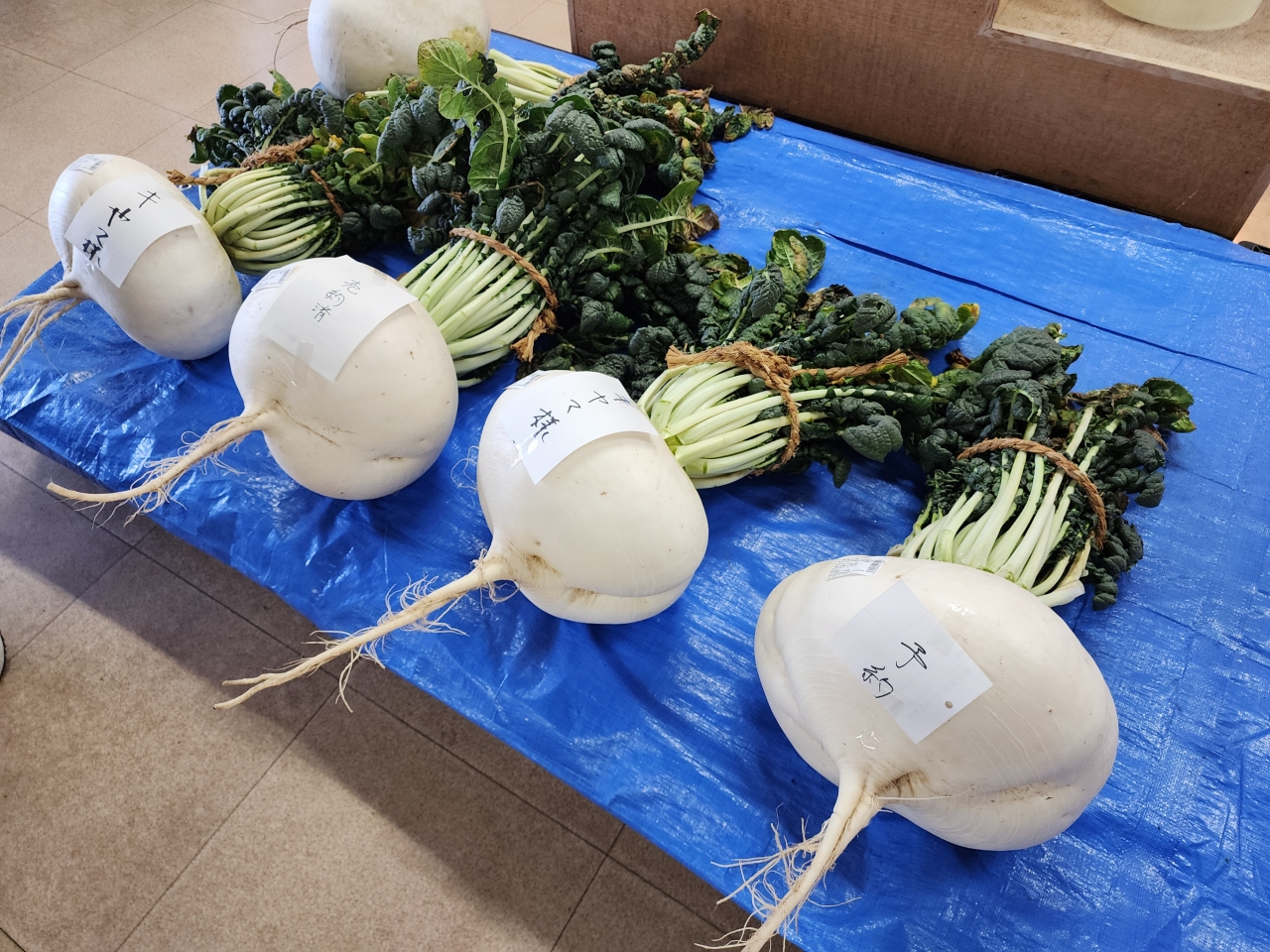 Sakurajima Daikon