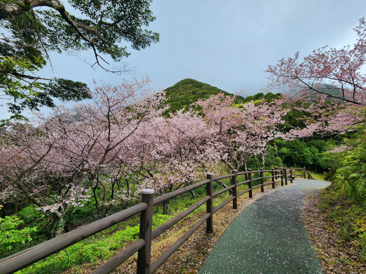Sakura Grove